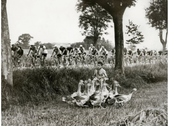 a boy with ducks along le Tour de France