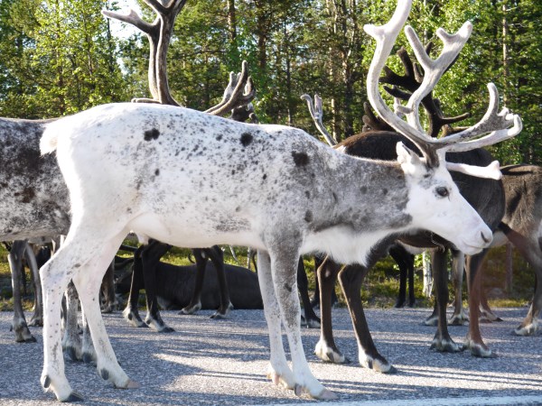 reindeers in Lapland