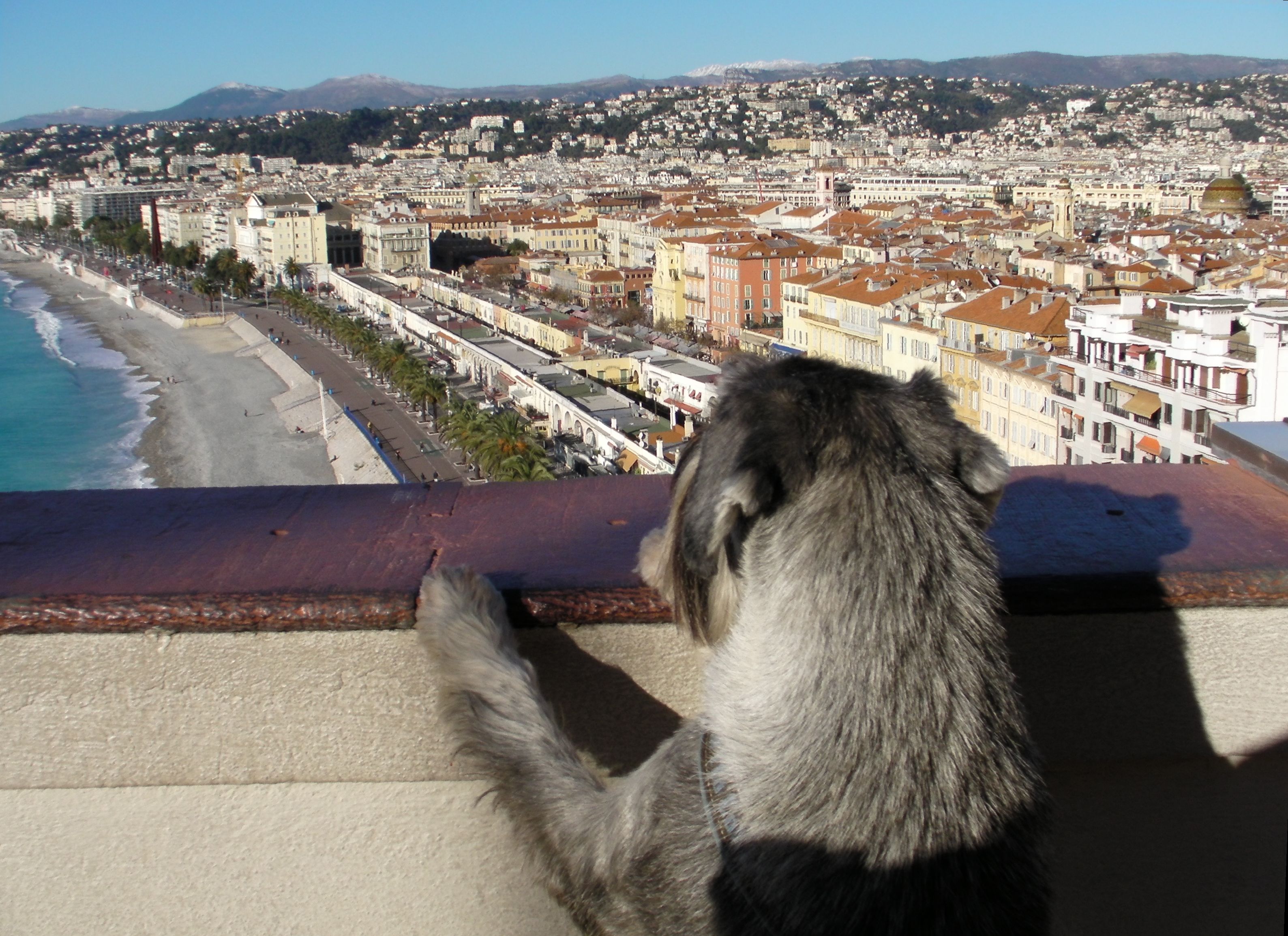 a traveling dog admires the view in Nice, France
