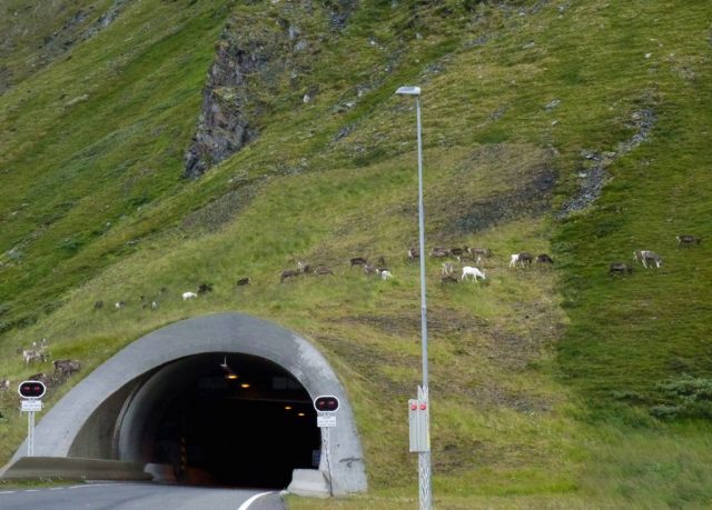 nordkapp tunnel, reindeer