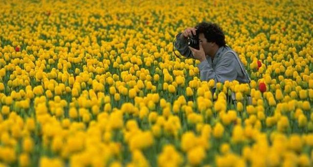 photographer taking a photo in flower field