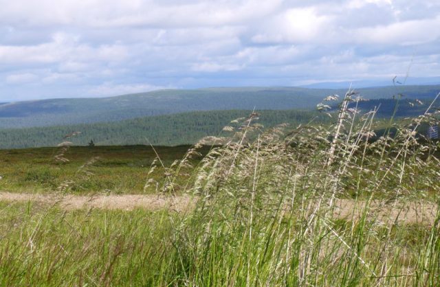 fell scenery in Saariselkä, Lapland (from Klaava travel guidebook)