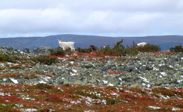 Reindeer at Aakenus fell in Yllas-Pallas national park Finland, Lapland, north Europe.