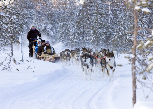 Husky dog sledge tour in Lapland