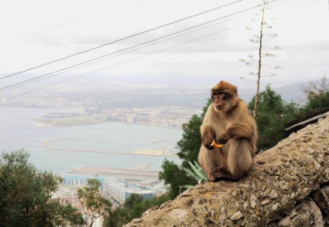 monkey in gibraltar