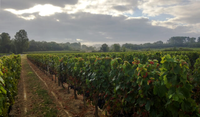 vineyard in bourg/teuillac near bordeaux