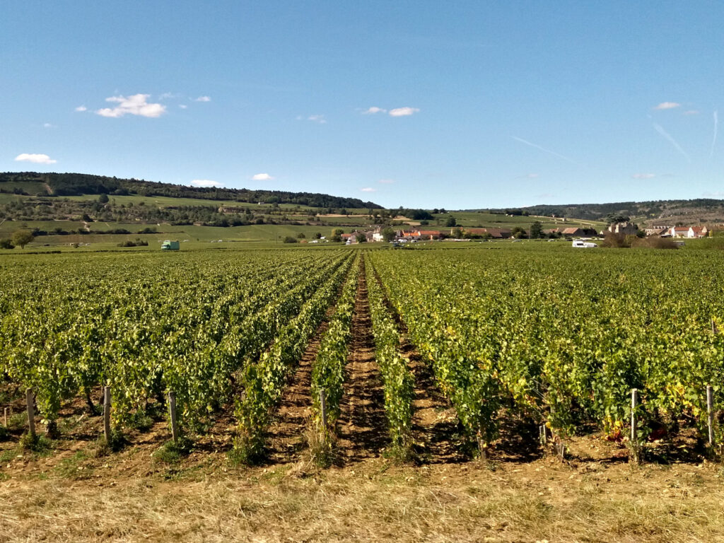 vineyard landscape in Burgundy around Beaune, France